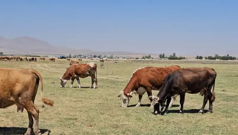 Arin Gölü Kurudu: Doğal Güzellikte Su Krizi Alarmı!