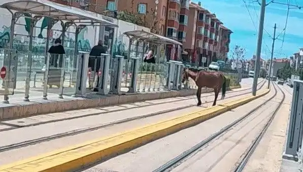 Eskişehir'de Tramvay Raylarında Başını Boşta Bulan At Şaşkınlığı!